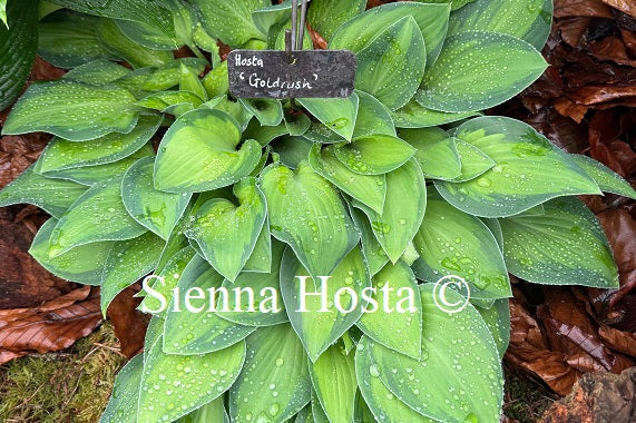 Hosta 'Goldrush'