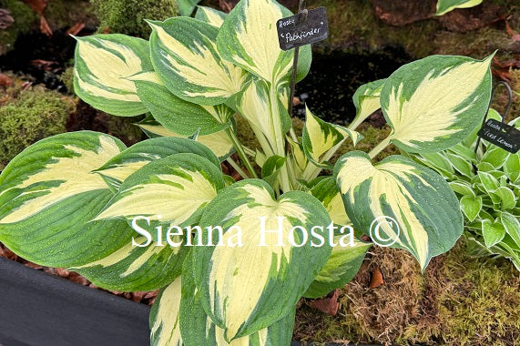 Hosta 'Pathfinder'