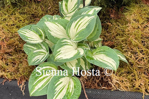 Hosta 'Pandora's Box' - Sienna Hosta