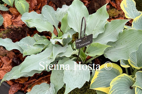 Hosta 'Titanium'
