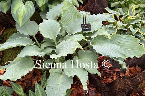 Hosta 'Skywriter'