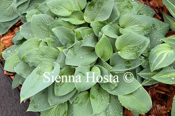 Hosta 'Peter Pan'