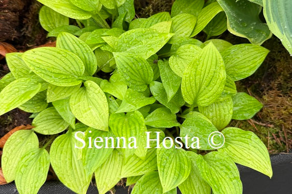 Hosta venusta