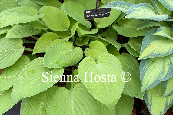 Hosta 'Birchwood Parky's Gold'
