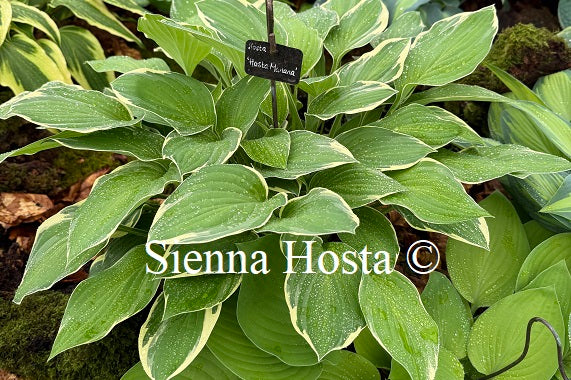 Hosta 'Hasta Manana'