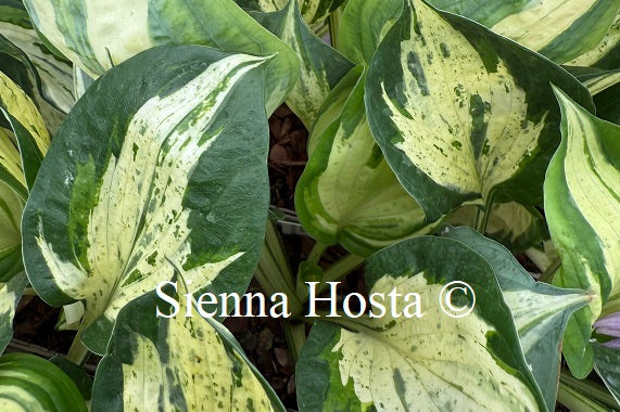 Hosta 'Revolution'