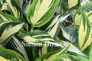 Hosta 'Sting'