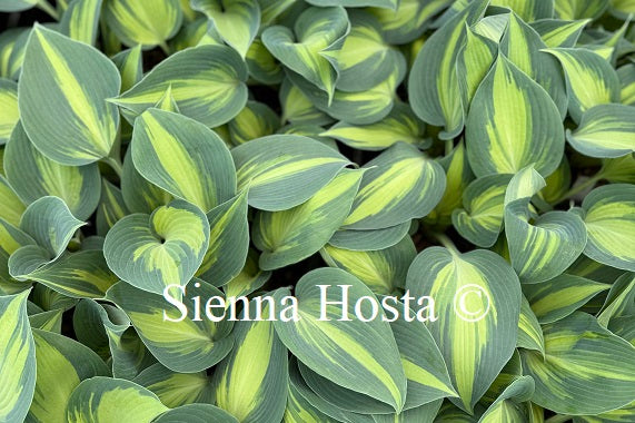 Hosta 'Catherine'