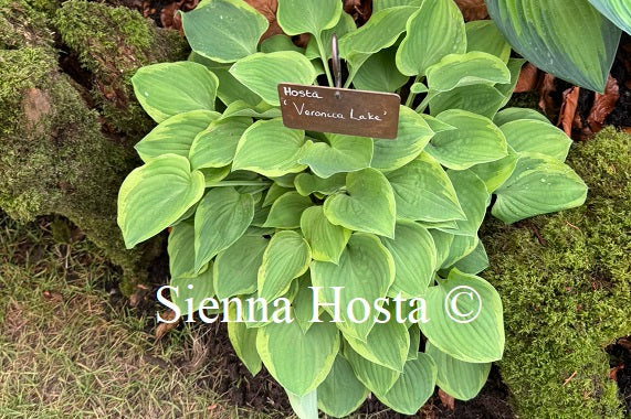 Hosta 'Veronica Lake'