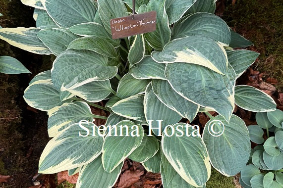 Hosta 'Wheaton Thunder'