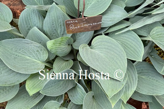 Hosta 'Blue Impressions'