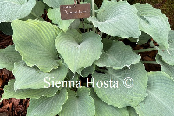 Hosta 'Diamond Lake'