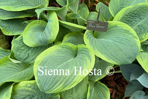 Hosta 'Rain Dancer'
