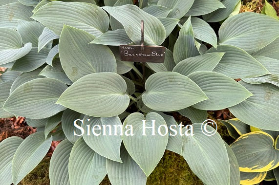 Hosta 'Buckshaw Blue'