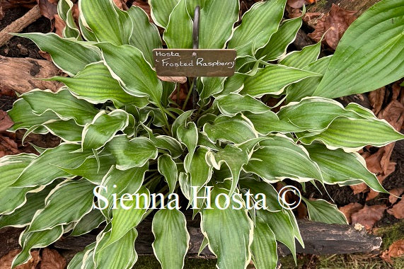 Hosta 'Frosted Raspberry'