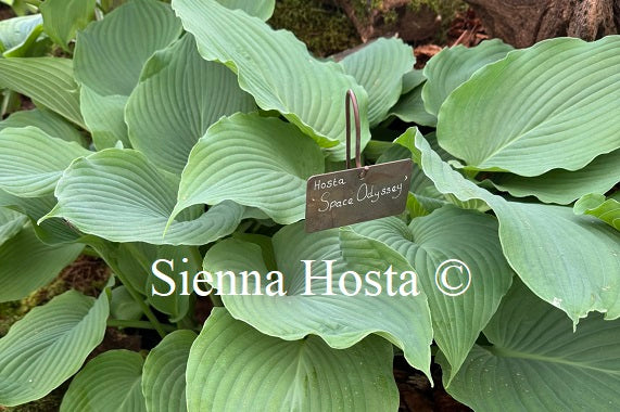 Hosta 'Space Odyssey