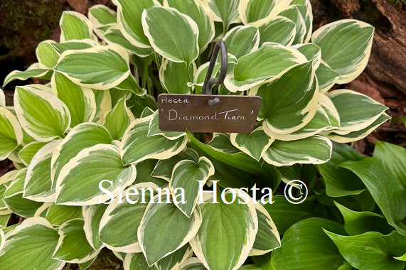 Hosta 'Diamond Tiara'