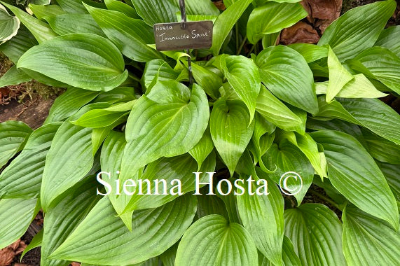 Hosta 'Invincible Spirit' - Sienna Hosta