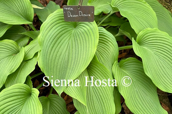 Hosta 'Devon Desire'