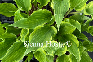 Hosta Kinky Boots