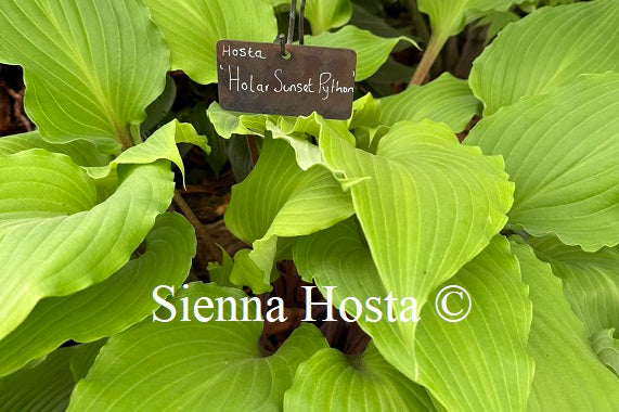 Hosta 'Holar Sunset Python'
