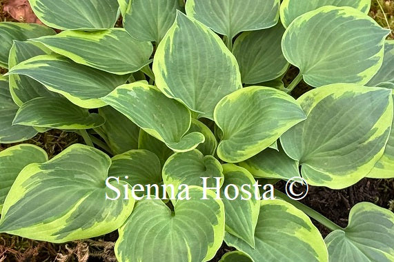 Hosta 'Snowy Lake'
