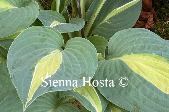 Hosta 'Hot Kiss'