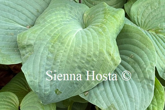 Hosta 'Gray Cole'