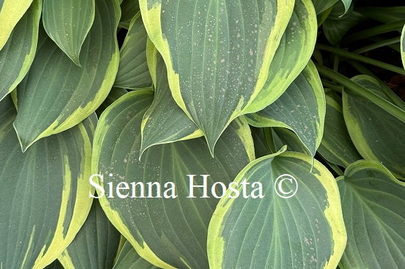 Hosta 'Irish Eyes'