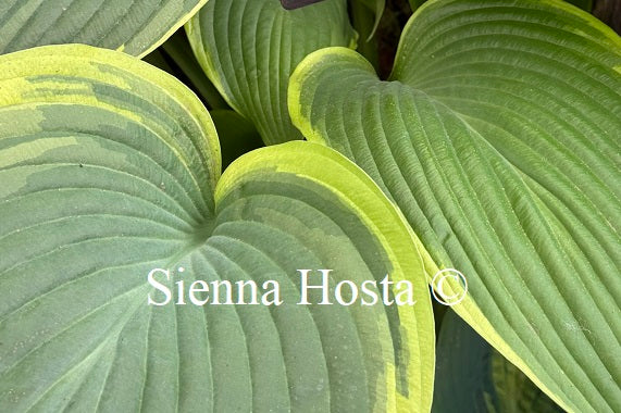 Hosta 'Femme Fatal'