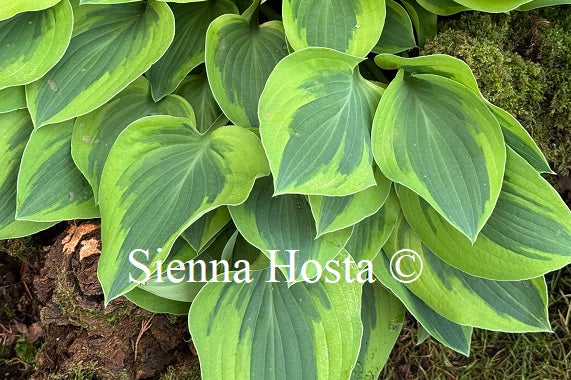 Hosta 'Parky's Prize'