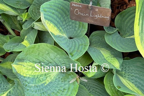Hosta 'Chain Lightning'