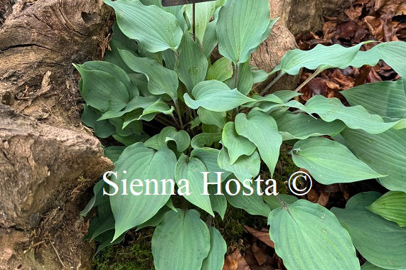 Hosta 'Over the Waves'
