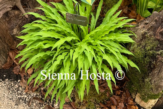 Hosta 'Party Streamers'