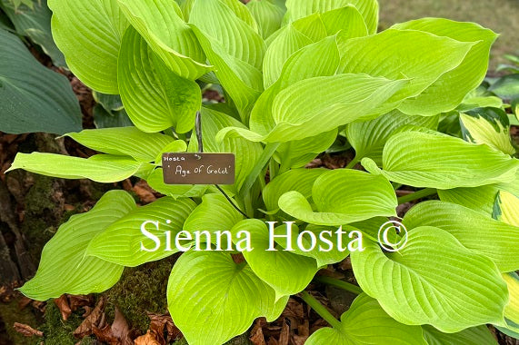 Hosta 'Age of Gold'
