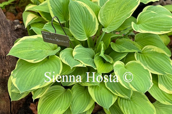 Hosta 'Paradise Standard'