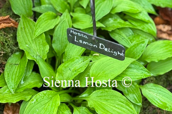 Hosta 'Lemon Delight'