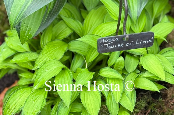 Hosta 'Twist of Lime'