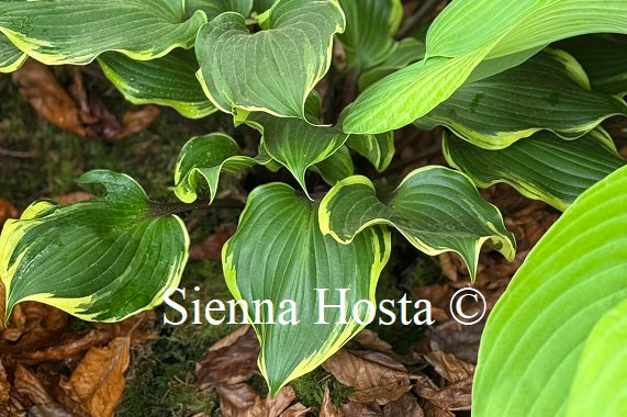 Hosta 'Secret Treasure'