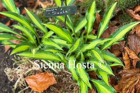 Hosta 'Sizzle'