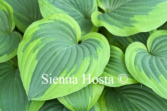 Hosta 'Abiqua Moonbeam'