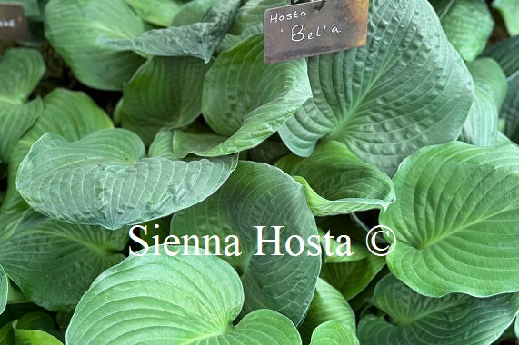 Hosta 'Bella'