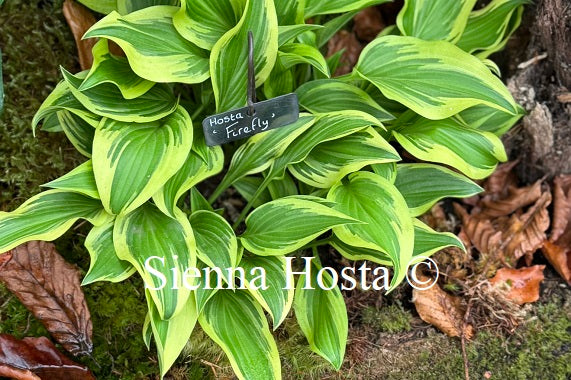 Hosta 'Firefly' - Sienna Hosta