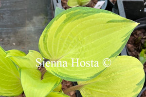 Hosta 'Summer Smile'