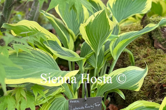 Hosta 'Lakeside Rocky Top'