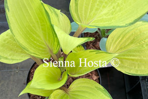 Hosta 'Summer Smile'