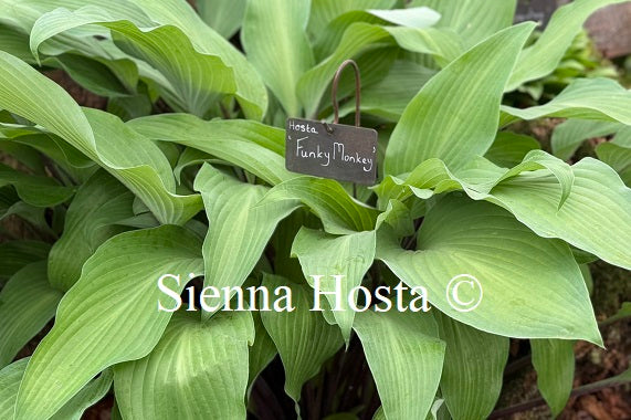 Hosta 'Funky Monkey'