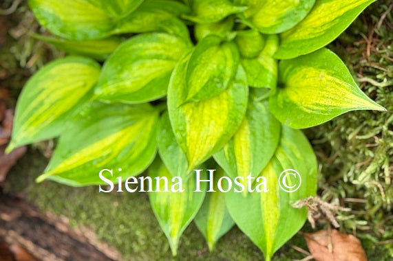 Hosta 'Obi Wan Kenobi'