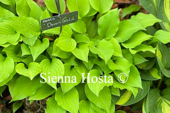 Hosta 'Devon Gold'