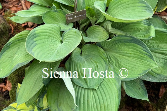 Hosta 'Final Summation'
